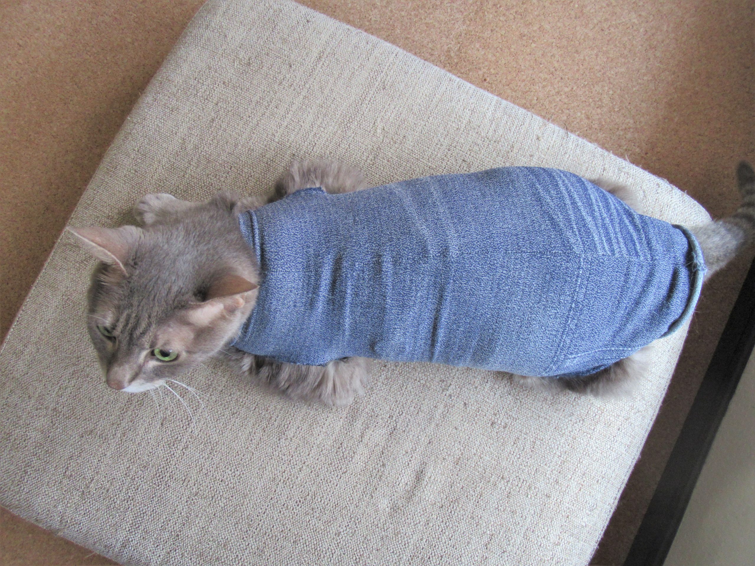 「猫の術後服」タイツを切るだけの簡単な作り方☆太った猫でも大丈夫！オーダーメイドで脱げない服が完成！
