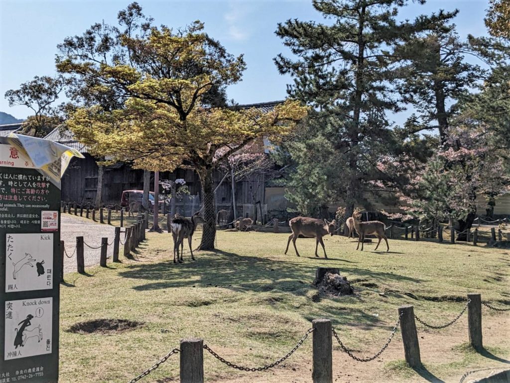 奈良 鹿 どこ, 奈良 鹿 居る場所, where deer Nara