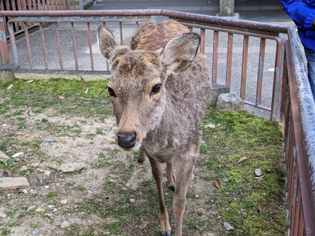 奈良 鹿 どこ, 奈良 鹿 居る場所, where deer Nara